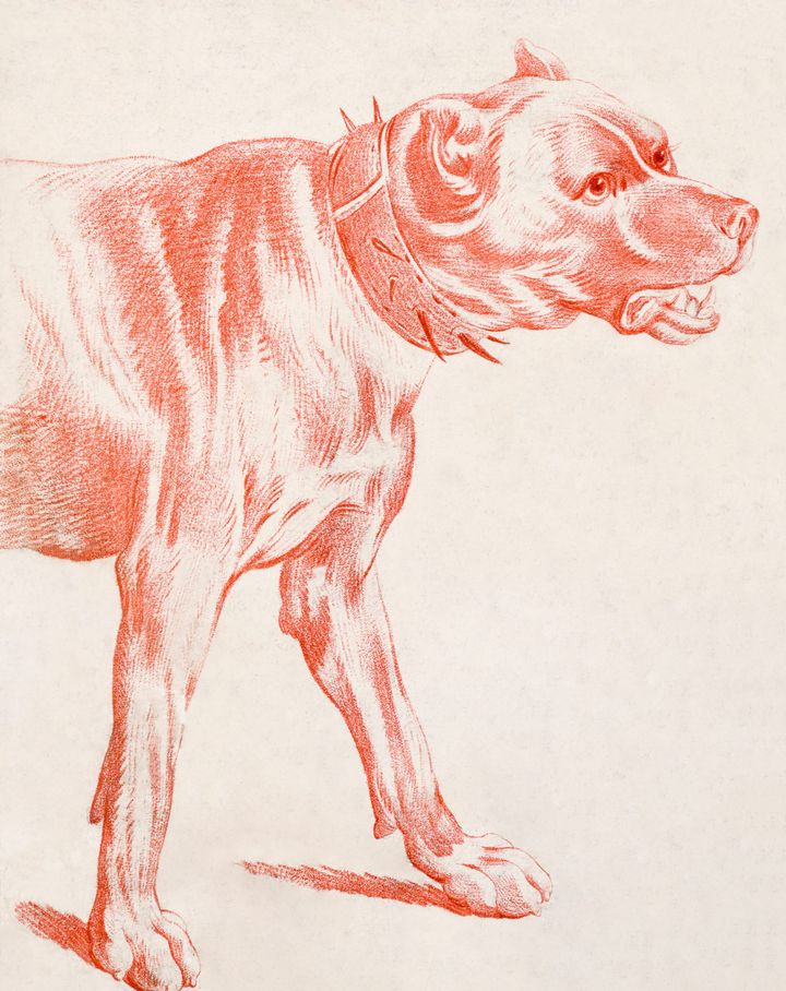 개의 상반신 (Head and Forequarters of a Dog)