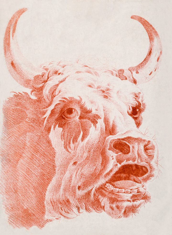 황소의 머리 (Head of a Bull)