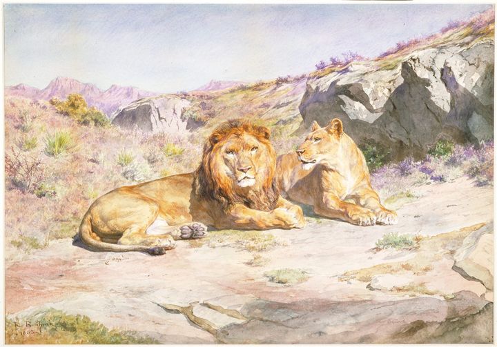 사자의 휴식(Lions at Rest / Royalty at Home)