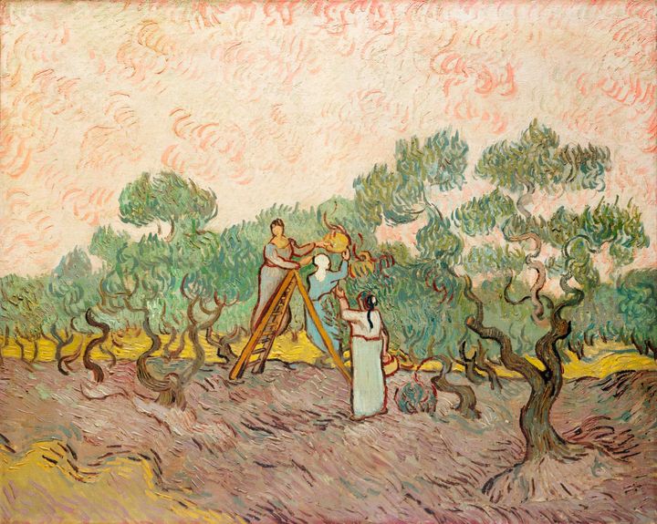 올리브 수확 - Women Picking Olives