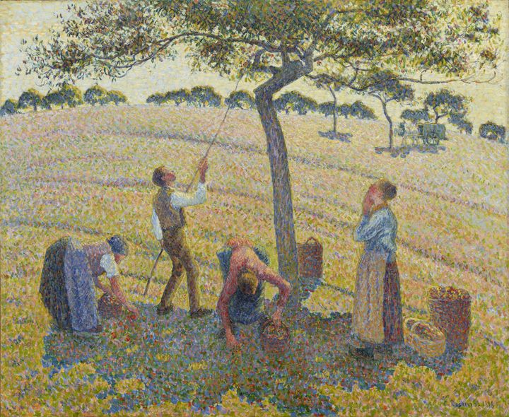 사과 수확 - Apple Harvest