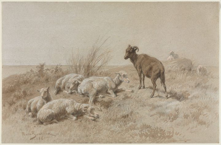 양과 염소 (Sheep and Goat)