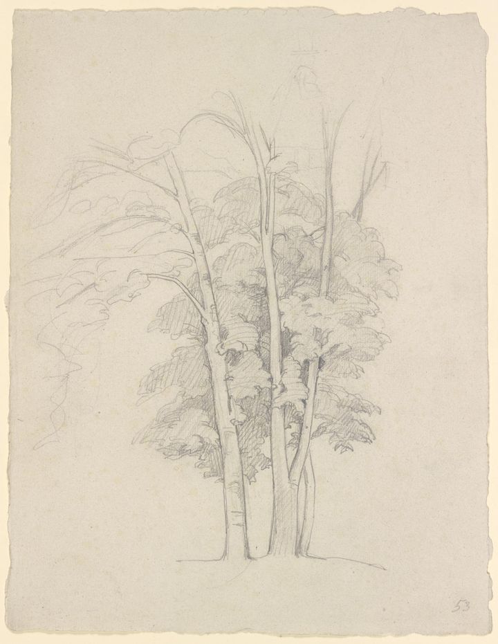 나무 연구 (Study of Trees)