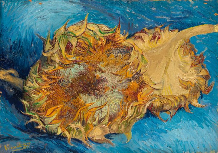해바라기 - Two Cut Sunflowers