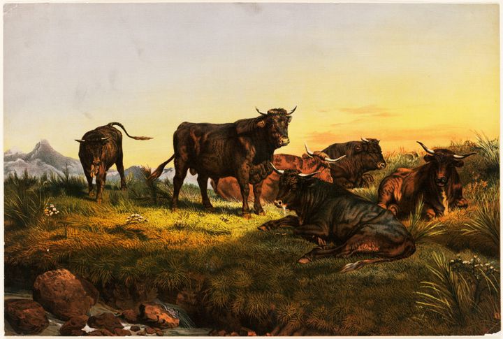 황소들 (Bulls at Rest)
