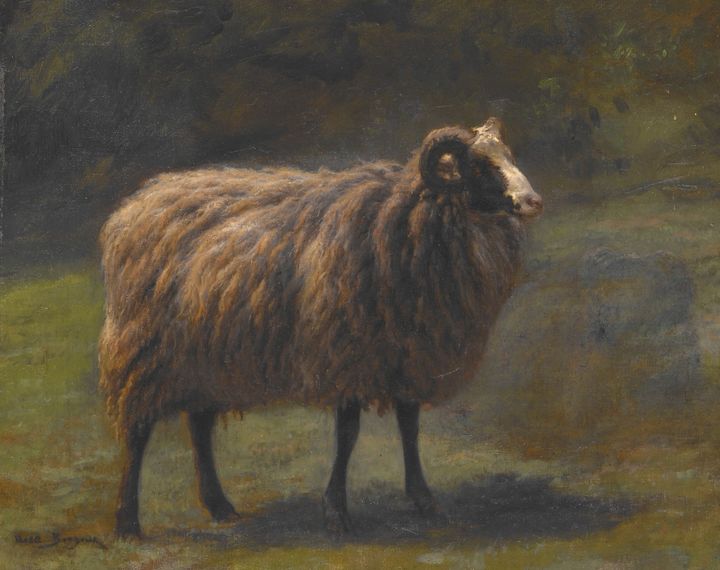 숫양 (A Ram)