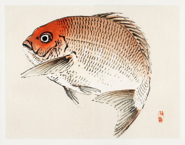 도미 (Red Snapper)