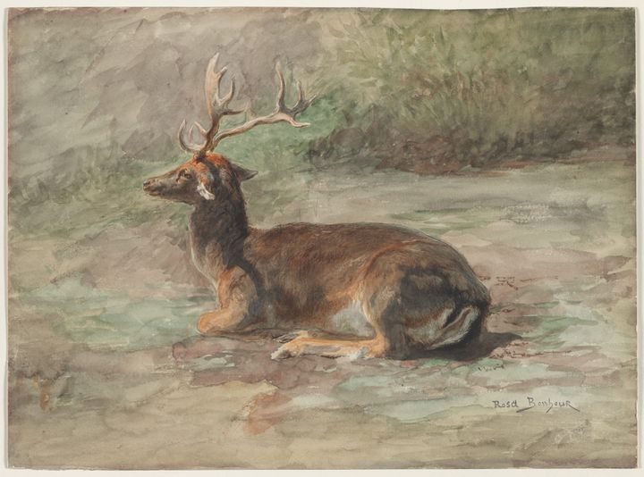 Resting Stag (쉬고 있는 수사슴)