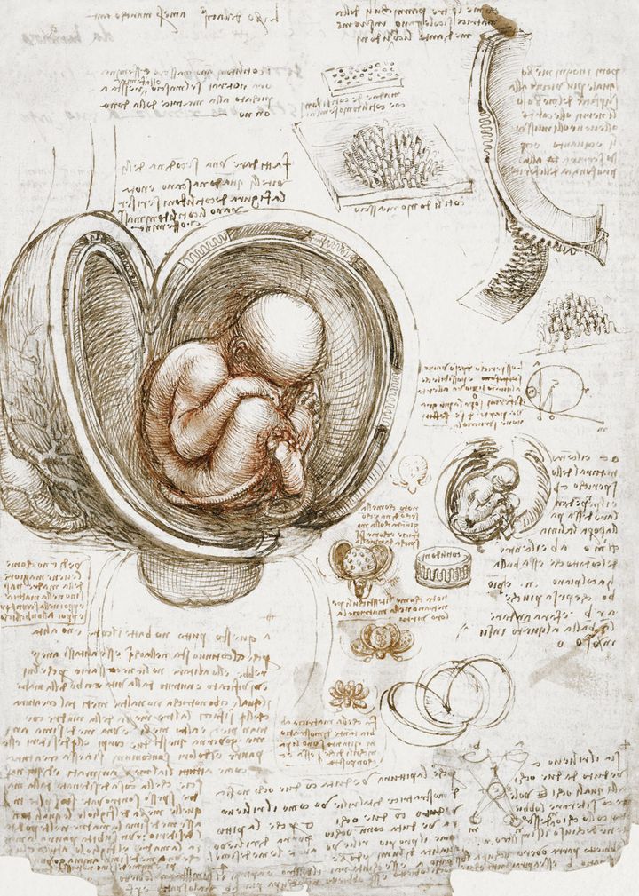 자궁 속의 태아 (Studies of the Fetus in the Womb)