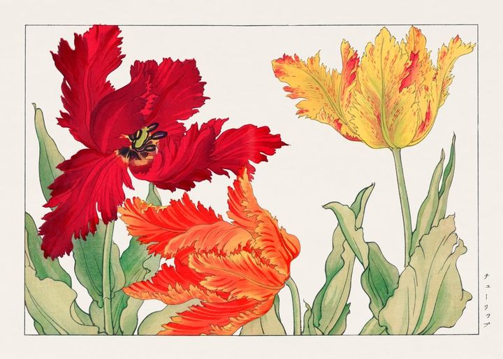 튜립 / 서양초화도보 중 튜립 (チューリップ / Tulips from Seiyo Soka Zufu, 1917)