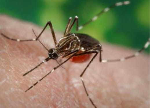 Zika virus_Aedes aegypti mosquito