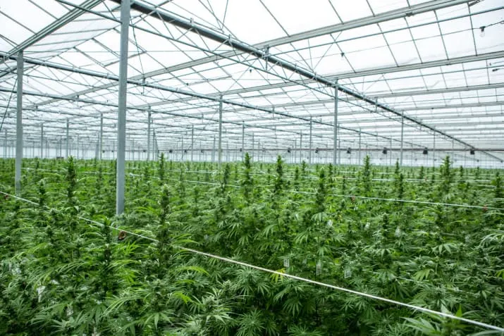 FDA approves first marijuana-based prescription drug