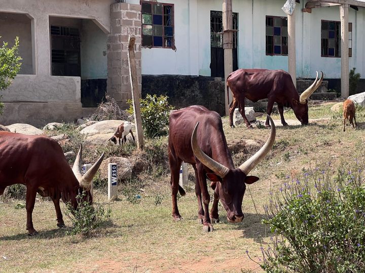 Das Sengerema-Journal