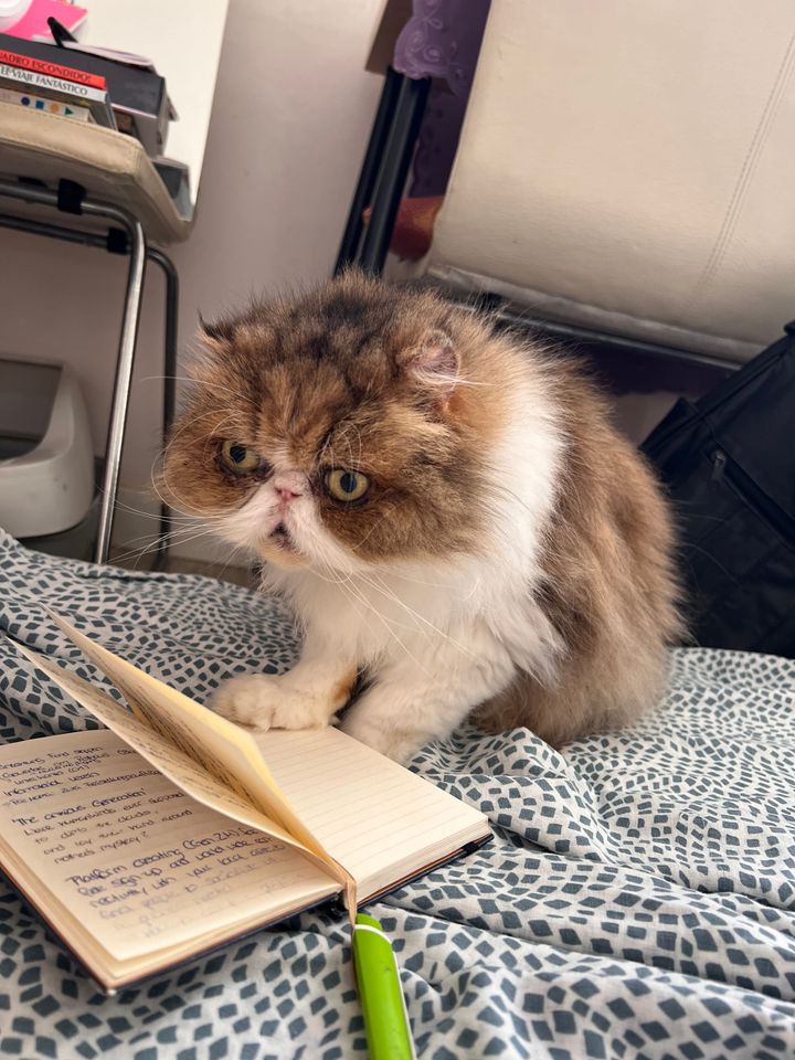 Valencia nach Ibiza - Glubschaugen und Vierbeiner