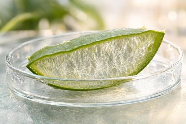 Why Cold Processing Matters: Preserving Acemannan Integrity in Aloe Vera