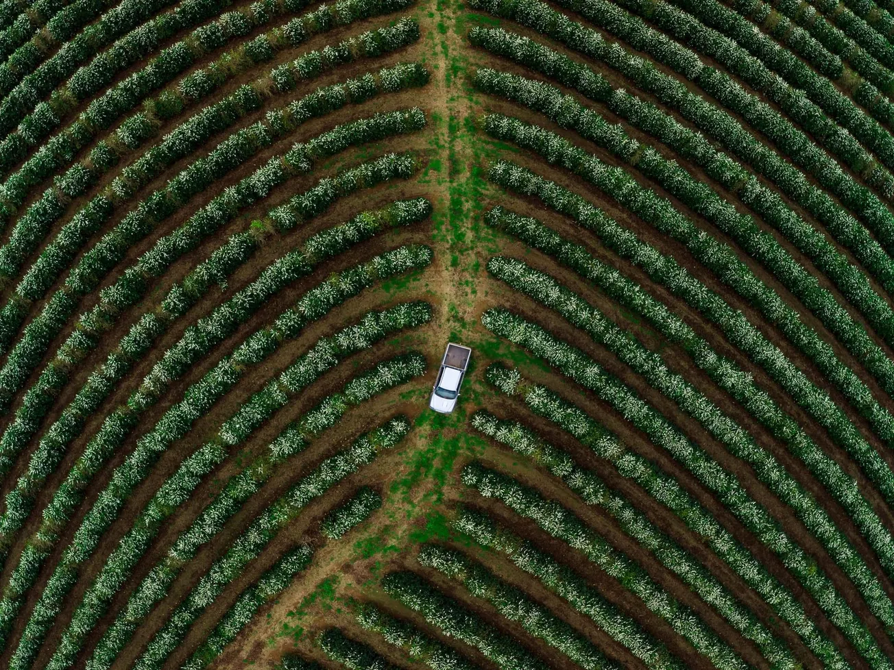 Is EUDR the right solution to tackle coffee-linked deforestation?