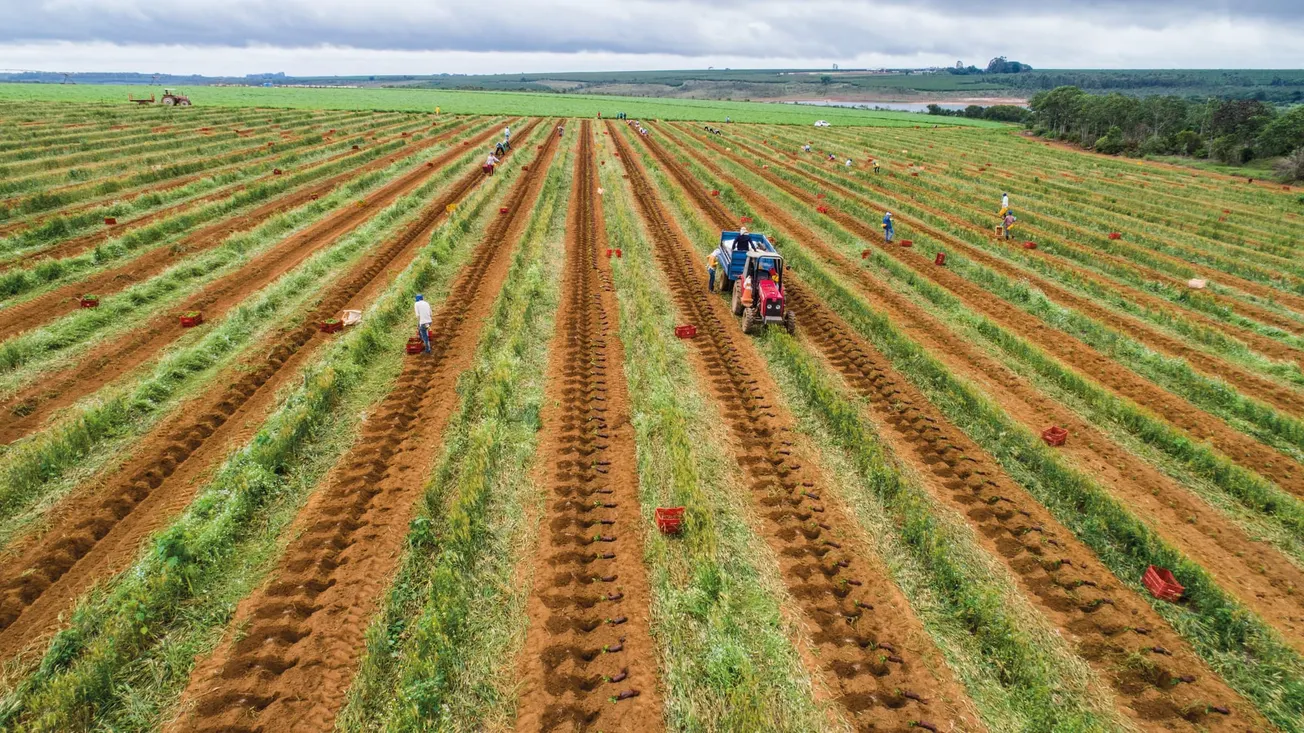 Regenerative agriculture: coffee’s contract with the soil