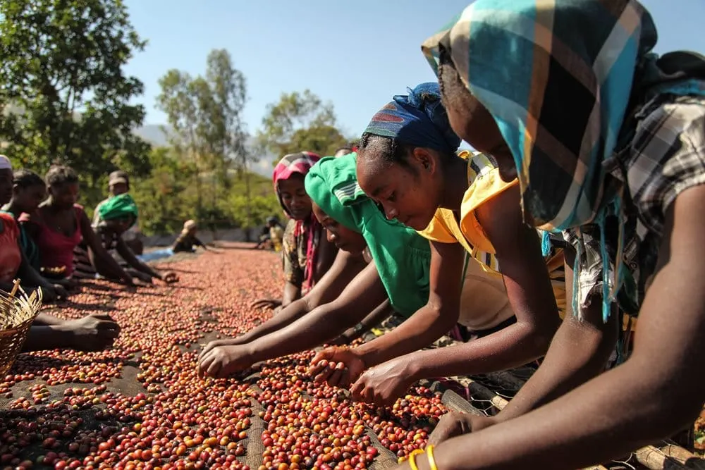 NKG: Lets secure the future of coffee together!