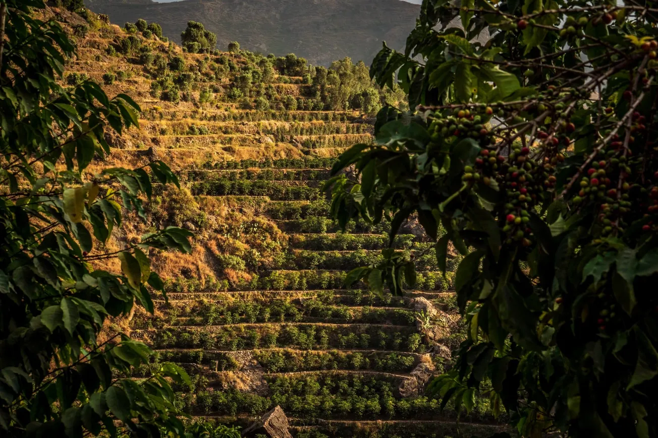 Qima Coffee seeking UNESCO recognition for Yemeni coffee