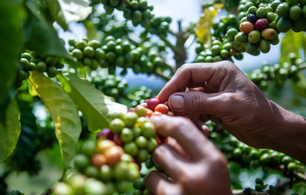 Cornell University and World Coffee Research announce five-year partnership