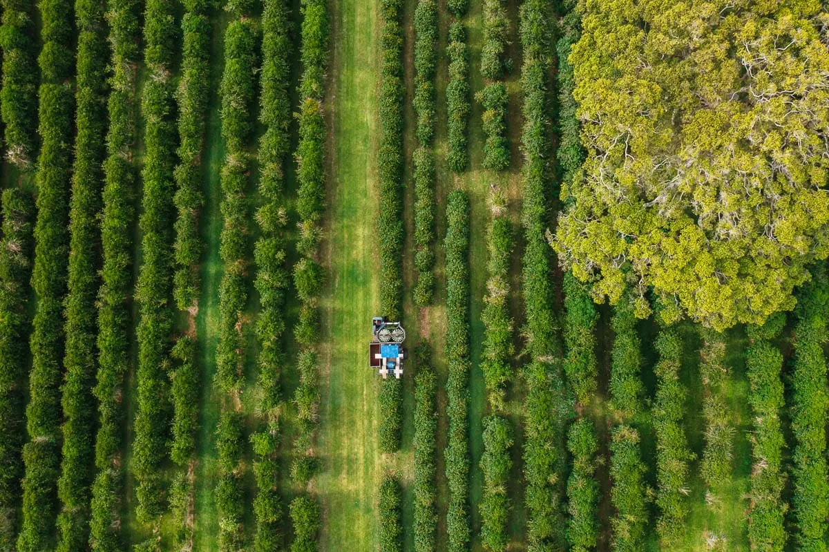 Could coffee grown in the continental US and Australia soon be on the menu?