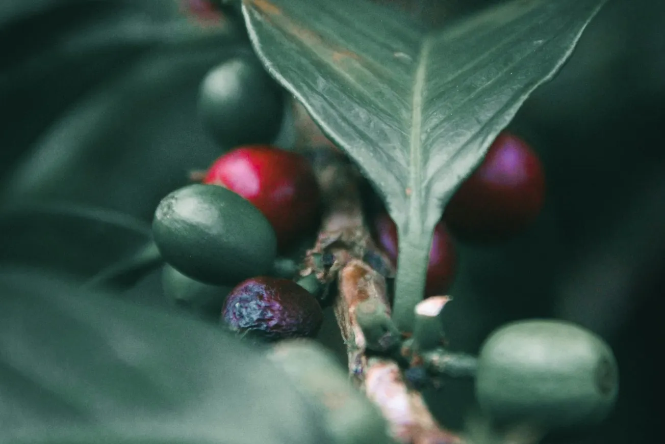 Indonesia seeking to overtake Vietnam as the world’s second-largest coffee producer