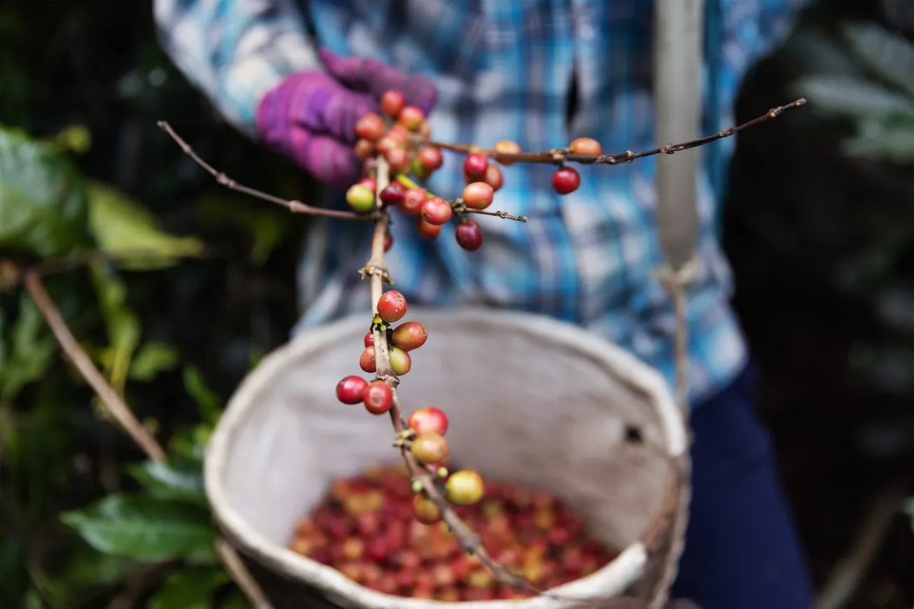 Episode 71: Indian coffee at origin: Meeting the rapid pace of demand