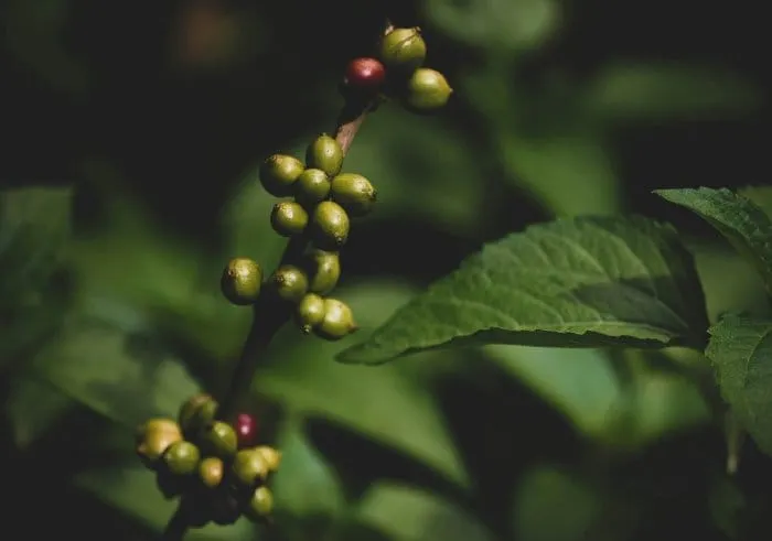 European Commission proposes 12-month extension to EUDR implementation