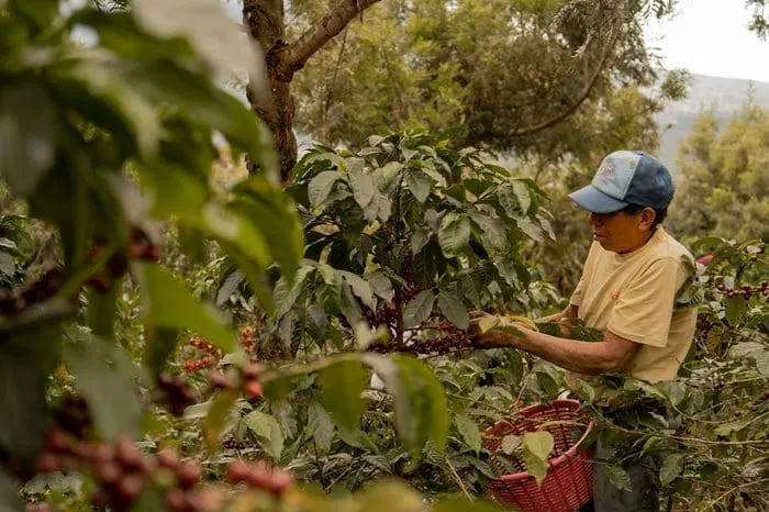 International Coffee Organization (ICO) joins calls for EUDR postponement
