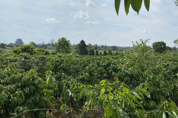 Tchibo partners with Enveritas to ‘responsibly’ source all coffee by 2027