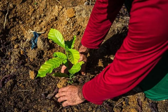 Eight leading coffee companies co-fund $1.5m for GCP 2030 Goal