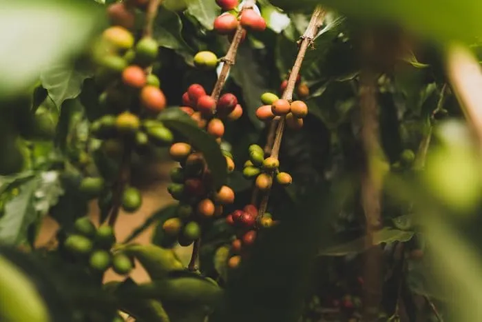 Fairtrade Minimum Price for coffee to rise from August 2023