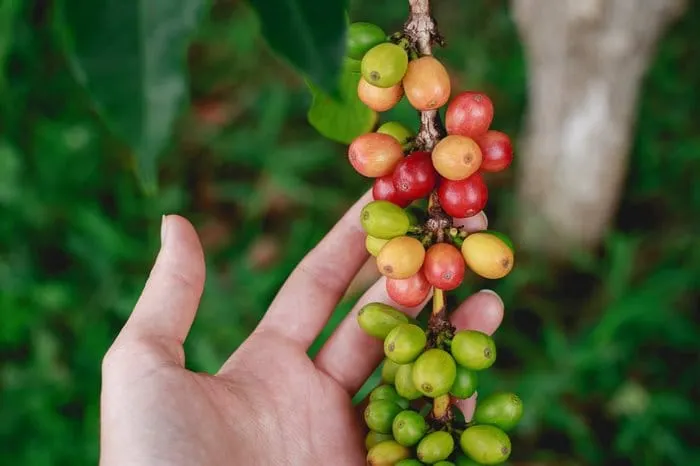 Fair Trade USA freezes coffee prices and premiums until the end of 2023