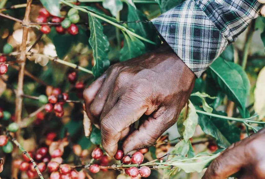 Episode 8: Achieving sustainably profitable coffee farming