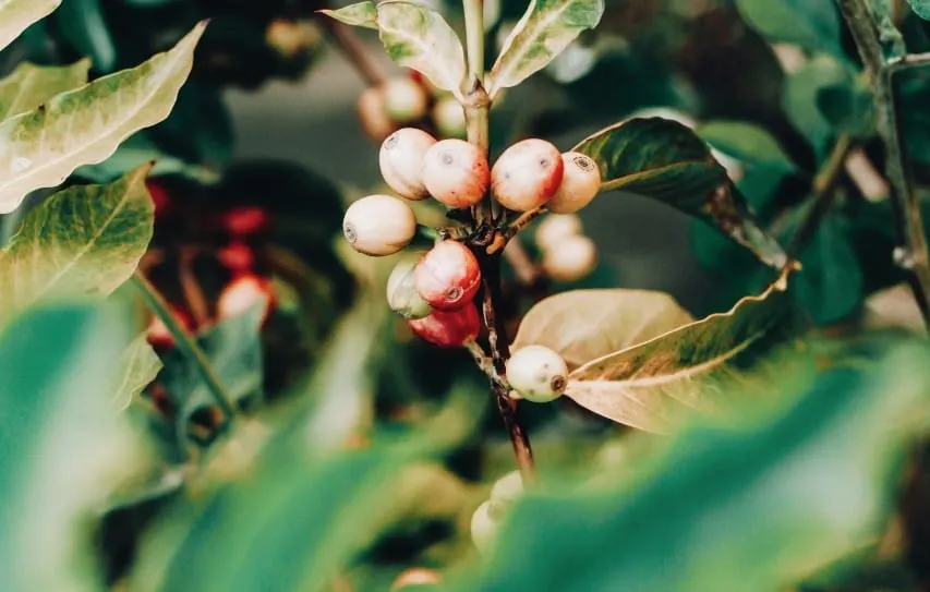 Episode 10: 5th Wave at origin - Bringing coffee farmers to the table