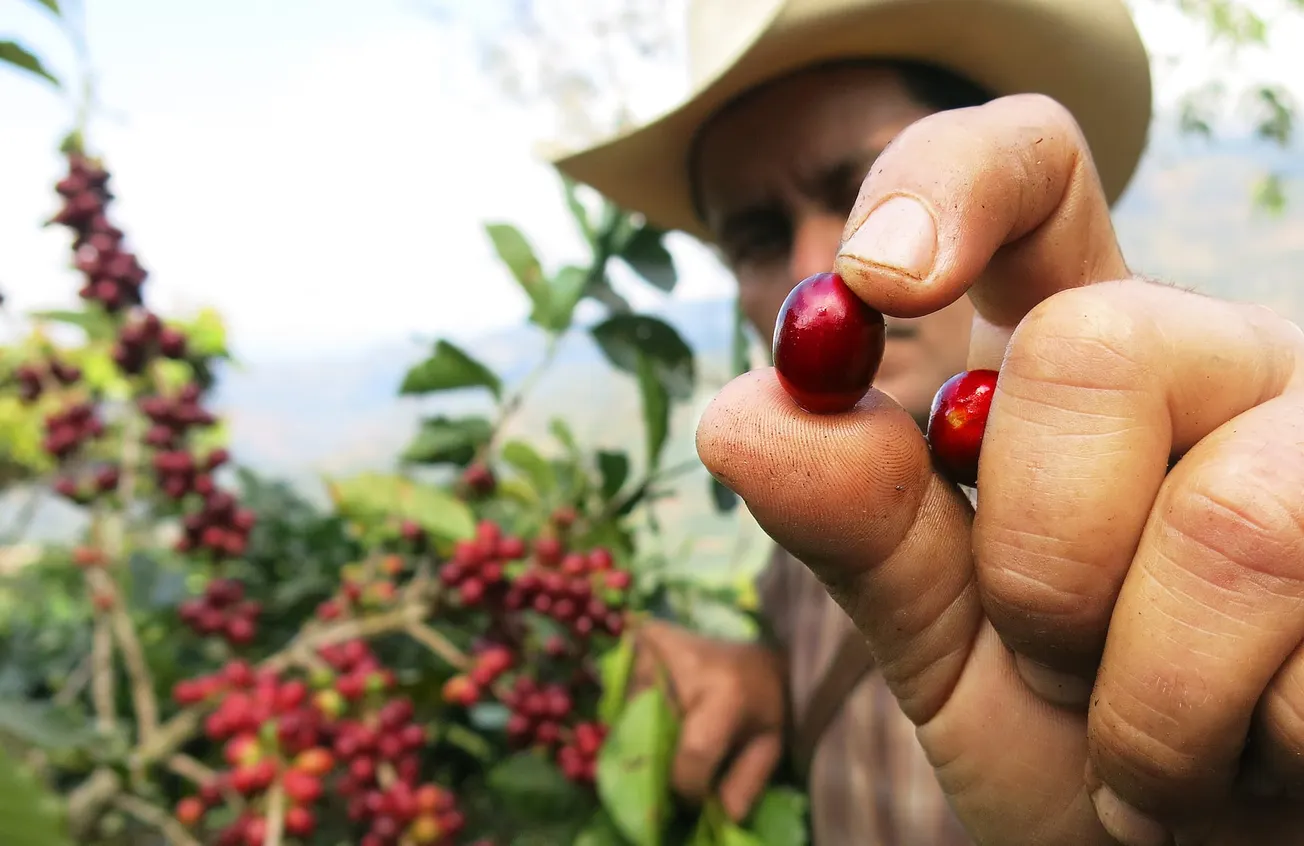How Rainforest Alliance is empowering climate-resilient coffee farming