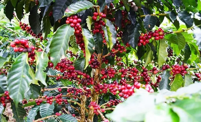 Colombia's GCC moves closer to becoming world’s largest arabica coffee producer
