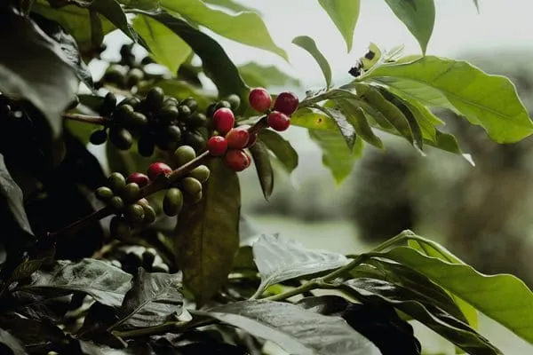KDP partners with Root Capital to boost Indonesian coffee production