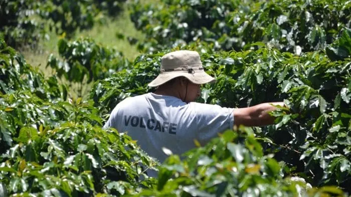 Volcafe appoints former Starbucks Director as COO