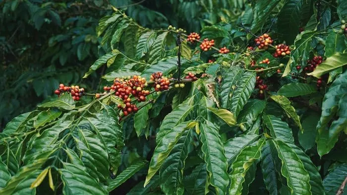 ICO lowers global coffee consumption growth forecast to 1-2% annually