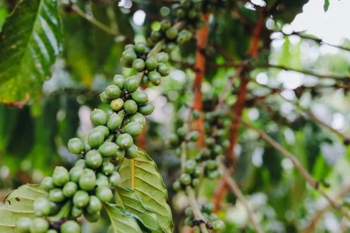 African leaders agree to include coffee among strategic commodities