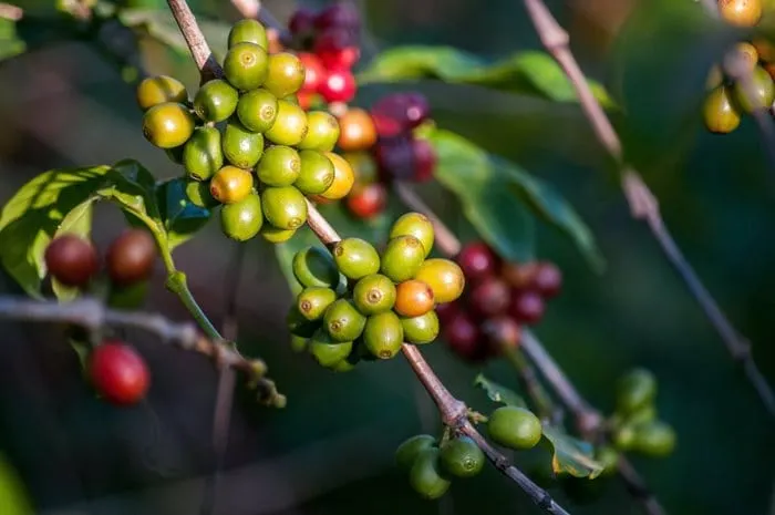 Sucafina North America acquires Sustainable Harvest