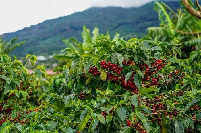 ICO seeks to boost coffee sector awareness of new EU deforestation regulations