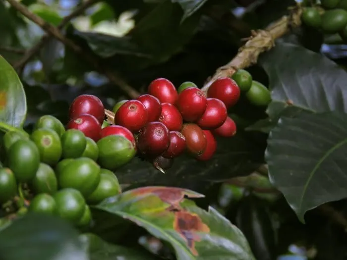 The Green Coffee Company becomes Colombia's largest coffee producer