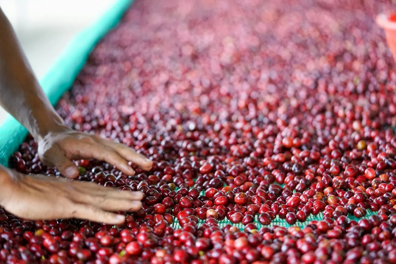 Episode 175: Leading sustainability at origin – a conversation with Benjamin Paz