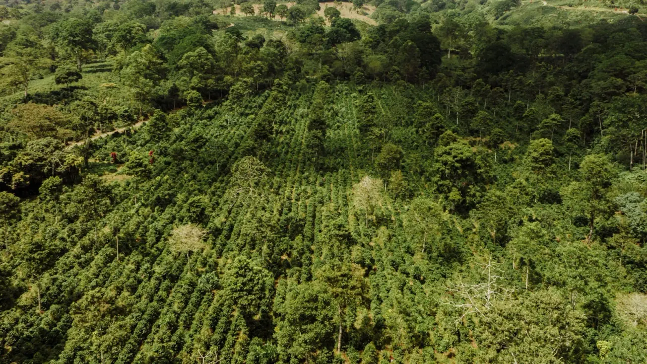 The Rainforest Alliance introduces Regenerative Agriculture Standard for coffee