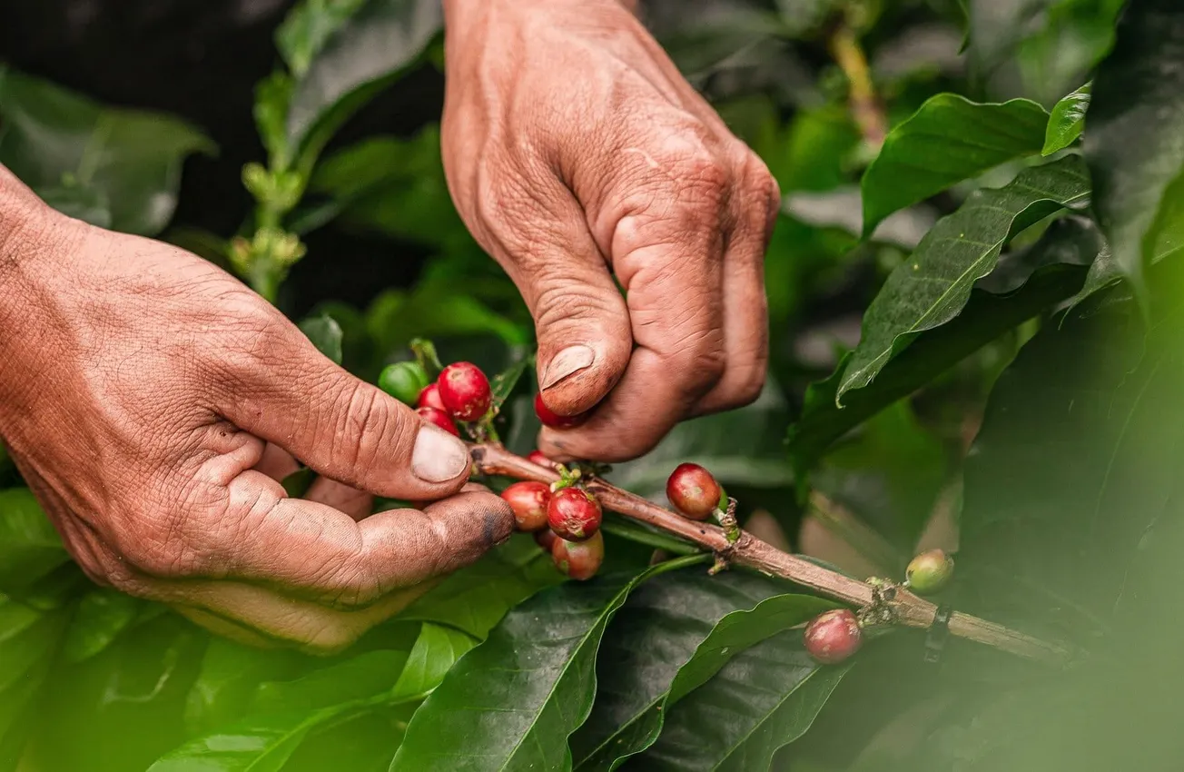 Analysis: Why ‘responsibly sourced’ could become a thorny problem for the coffee industry