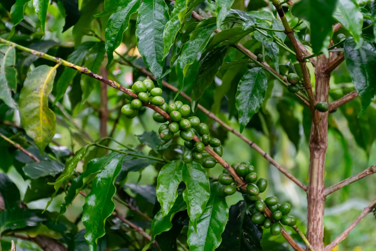 New York investment firm backs Uganda’s specialty coffee industry