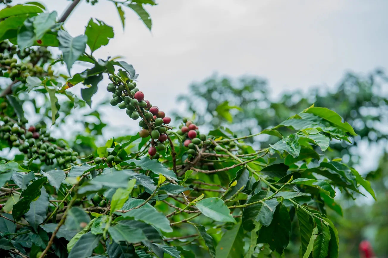 Sucafina gets a firmer footing in Europe with German acquisition