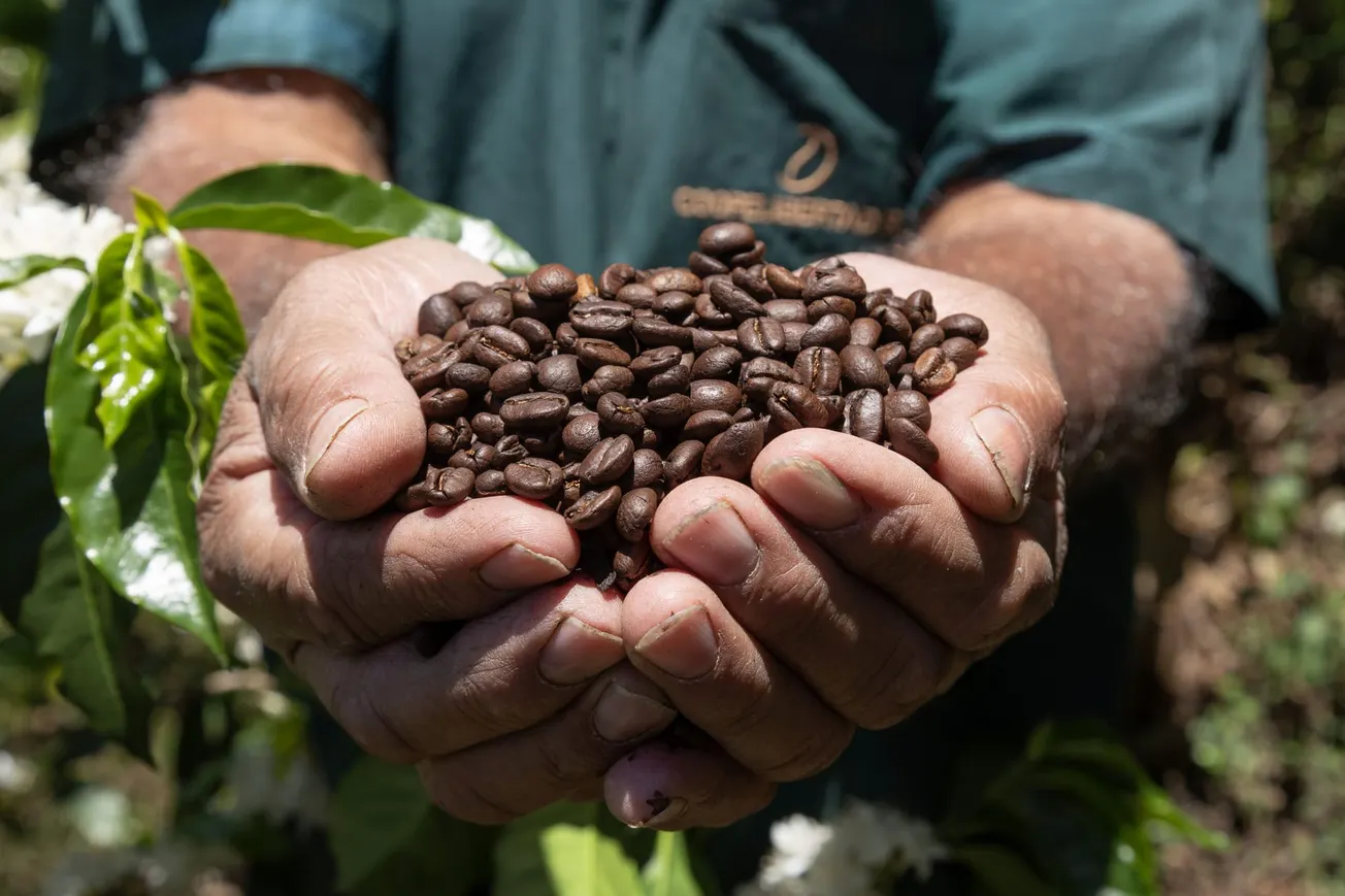 Coffee sector resilience requires economic protection for farmers
